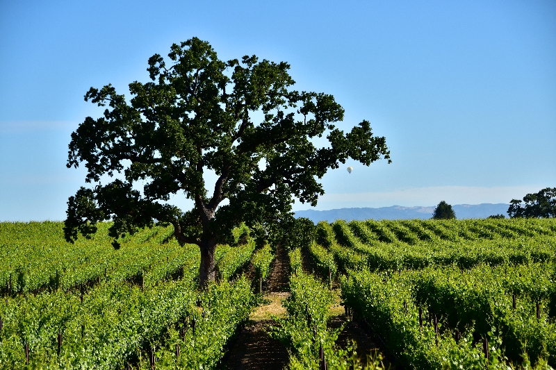 Tree and Vineyard in Sonoma County 225 