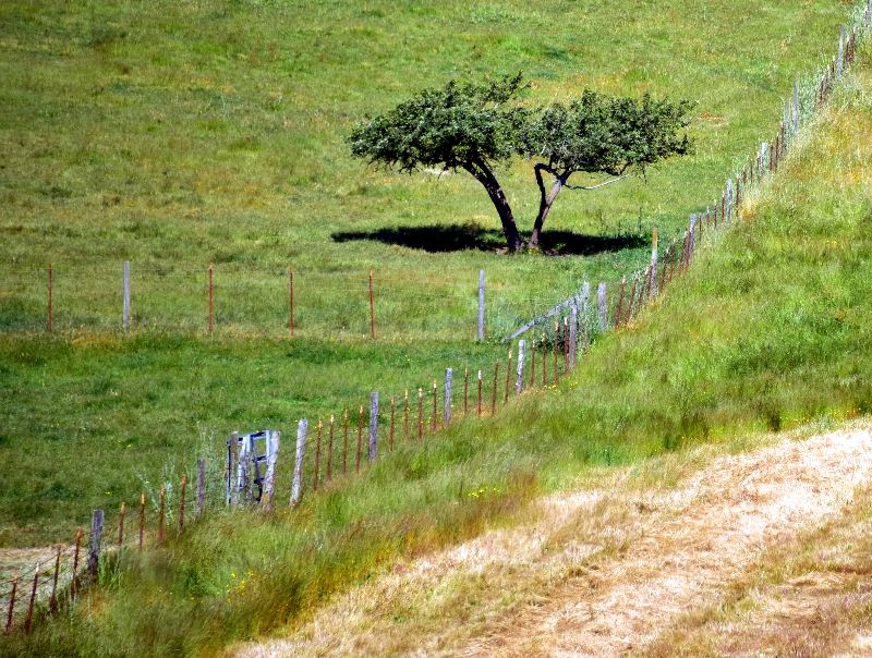 Tree and Fence 491  