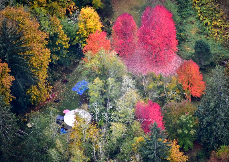 Fall Foliage in Snoqualmie River Valley by Fall City Washington 517  