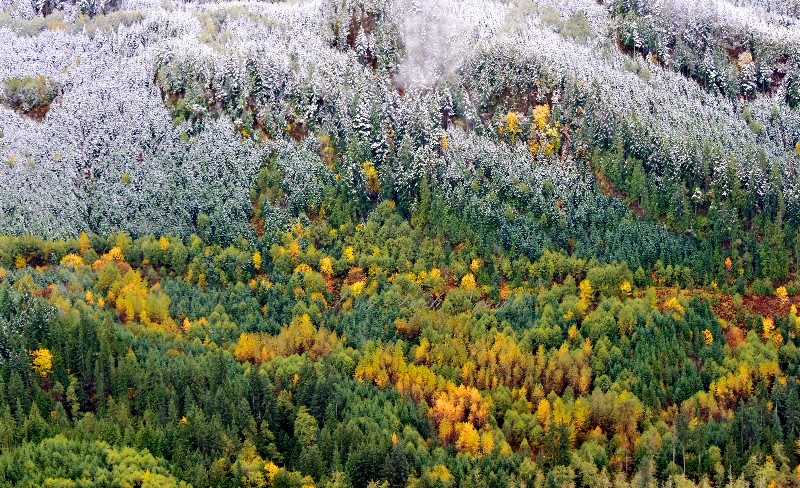 Fresh snow on fall foliage 382 
