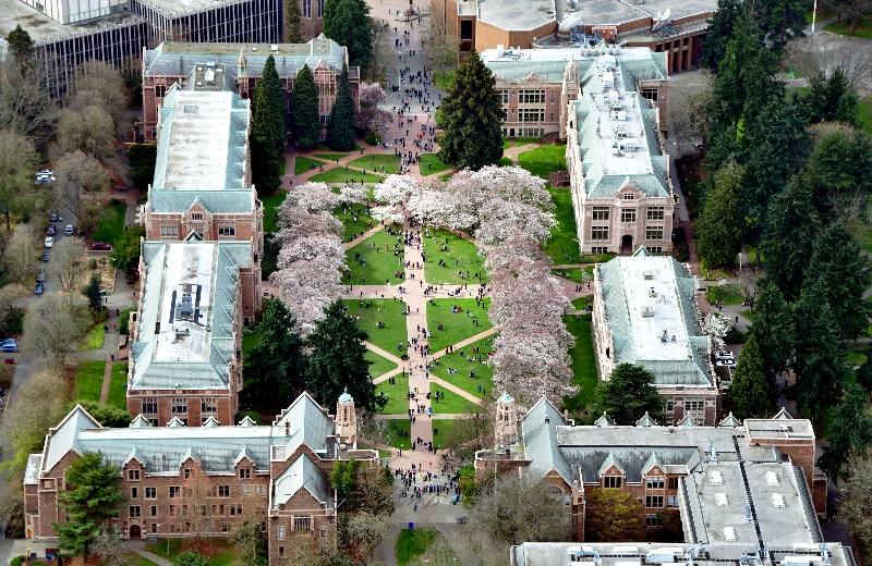 University of Washington, Cherry Blossoms at The Quad, Seattle Washington 564a  