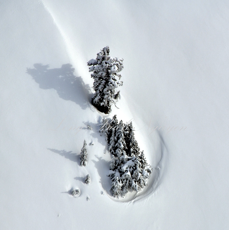 Snow Drift around Trees on Vesper Peak, Cascade Mountains, Washington 310 