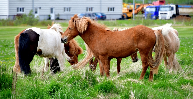 Icelandic Horses 293