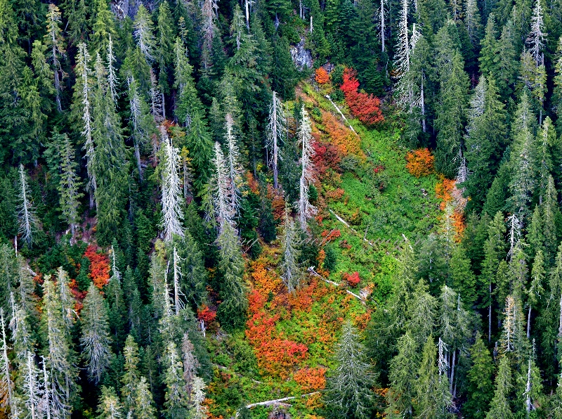 Fall colors in Cascade Mountains, Washington 282 