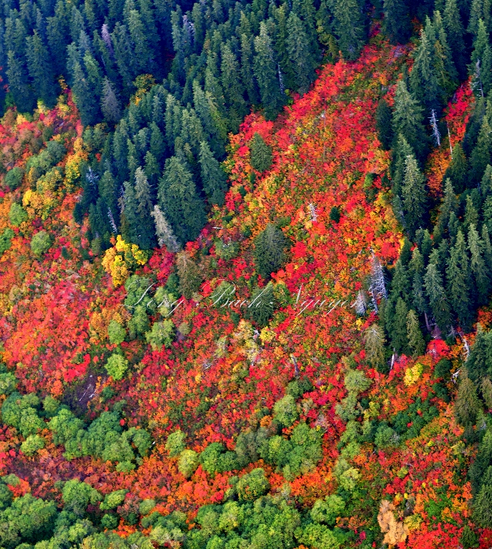 Brilliant colors of fall in Cascade Mountains, Washington 113 