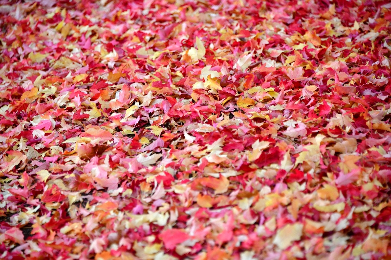 Colorful carpet of leaves, Bend Oregon 383 