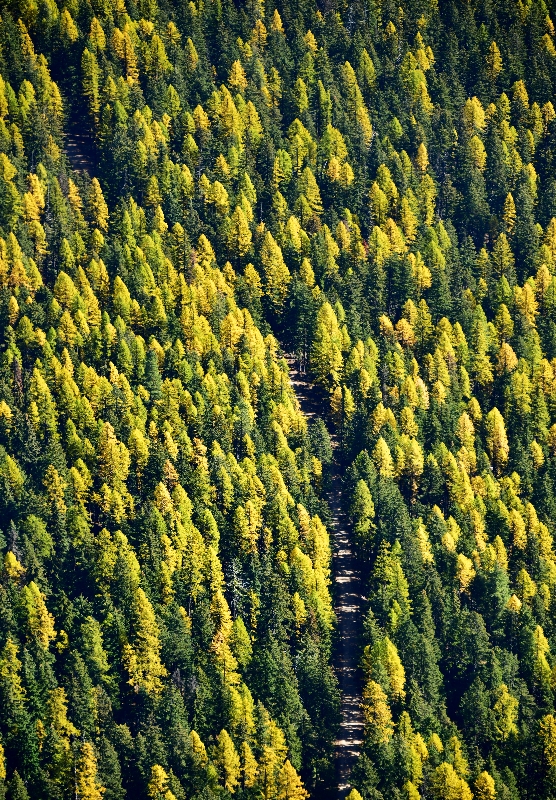 National Forest Development Road 1902, off Nachess River, Washington 415 