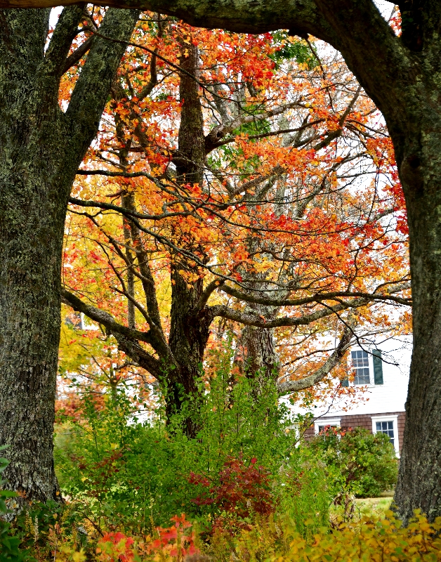 Framed foliage in the fall, Bruinswick, Maine 108  
