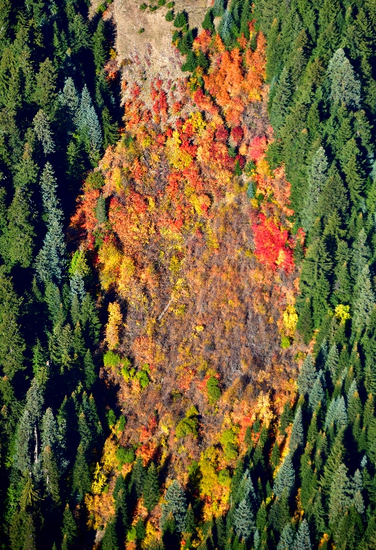Fall foliage along Sunrise Ridge, Mt Rainier National Forest, Washington 1061 