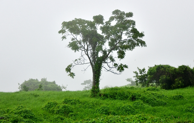 Tree in the mist, Upcountry Maui 357