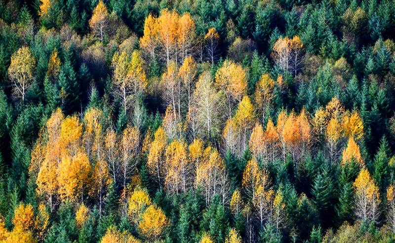 Last of fall colors in Pierce County, Washington 242 
