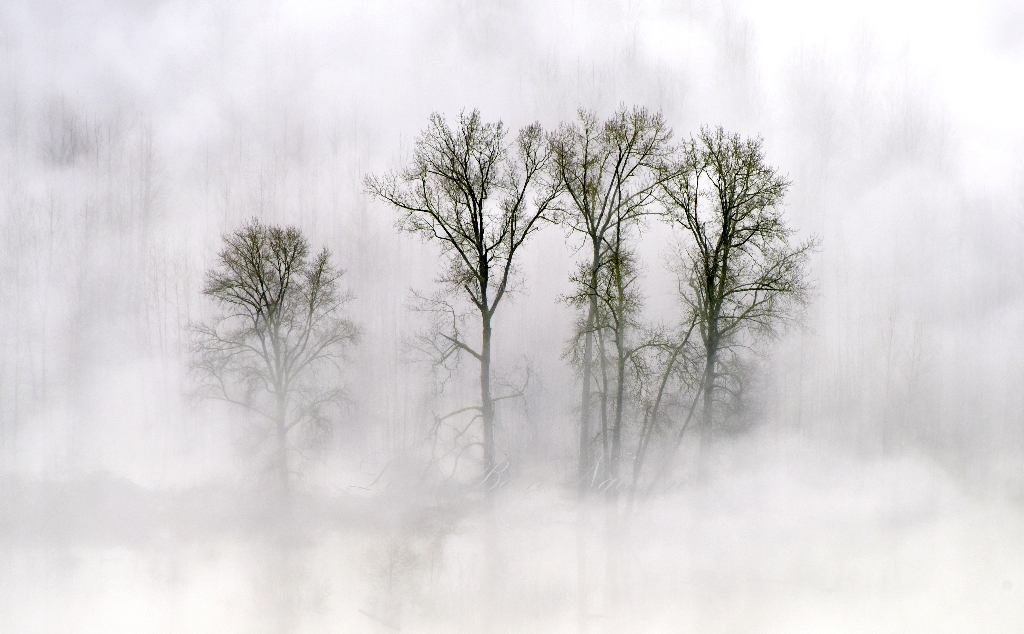 Trees in Flooded Field, Snoqualmie River Valley, Washington 242 