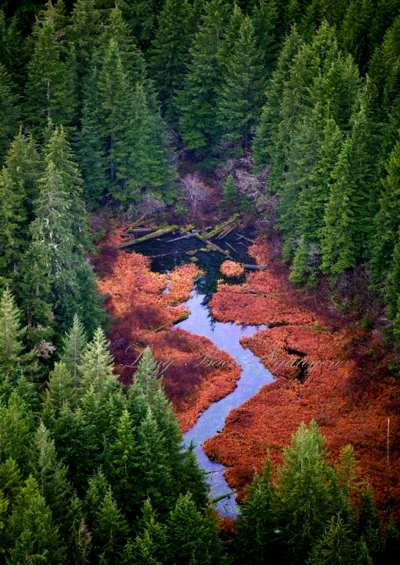 Fall Colors on Deep Creek, Washington State 115a 
