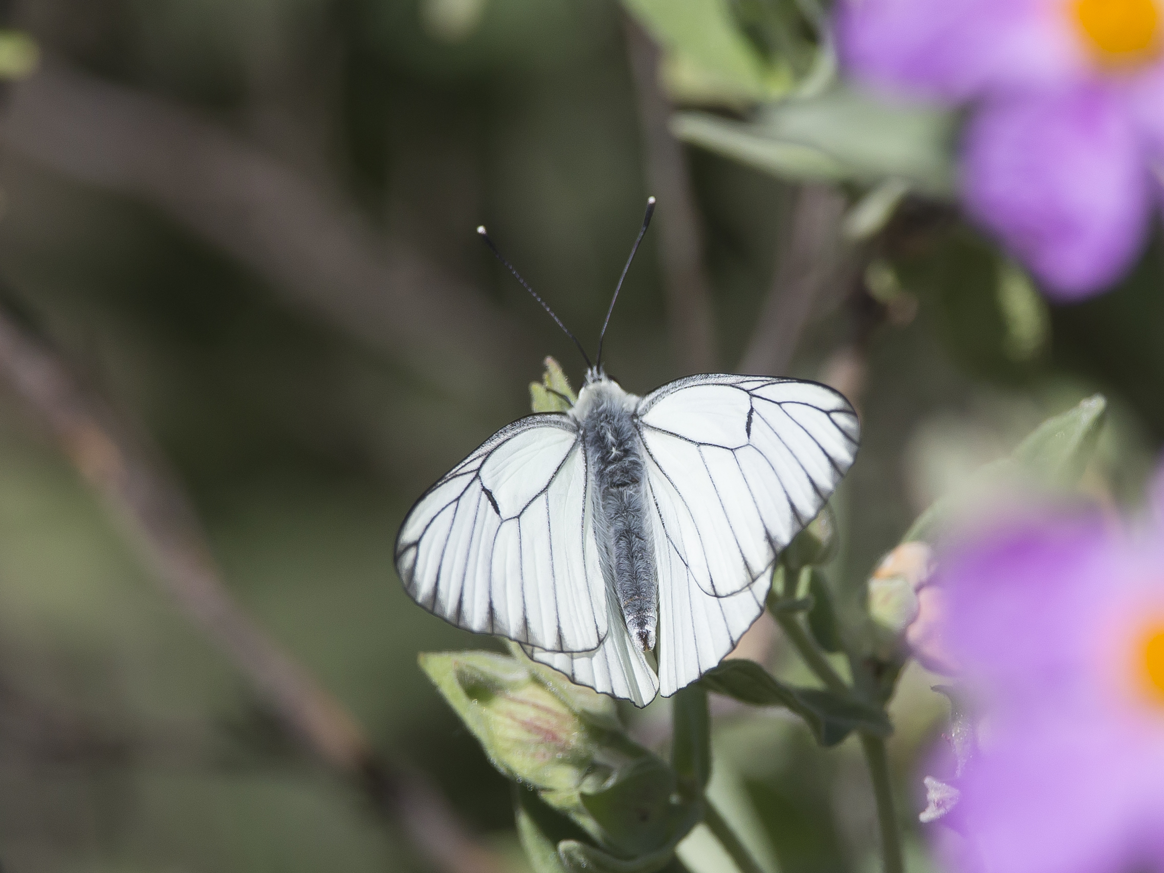 Aporia crataegi