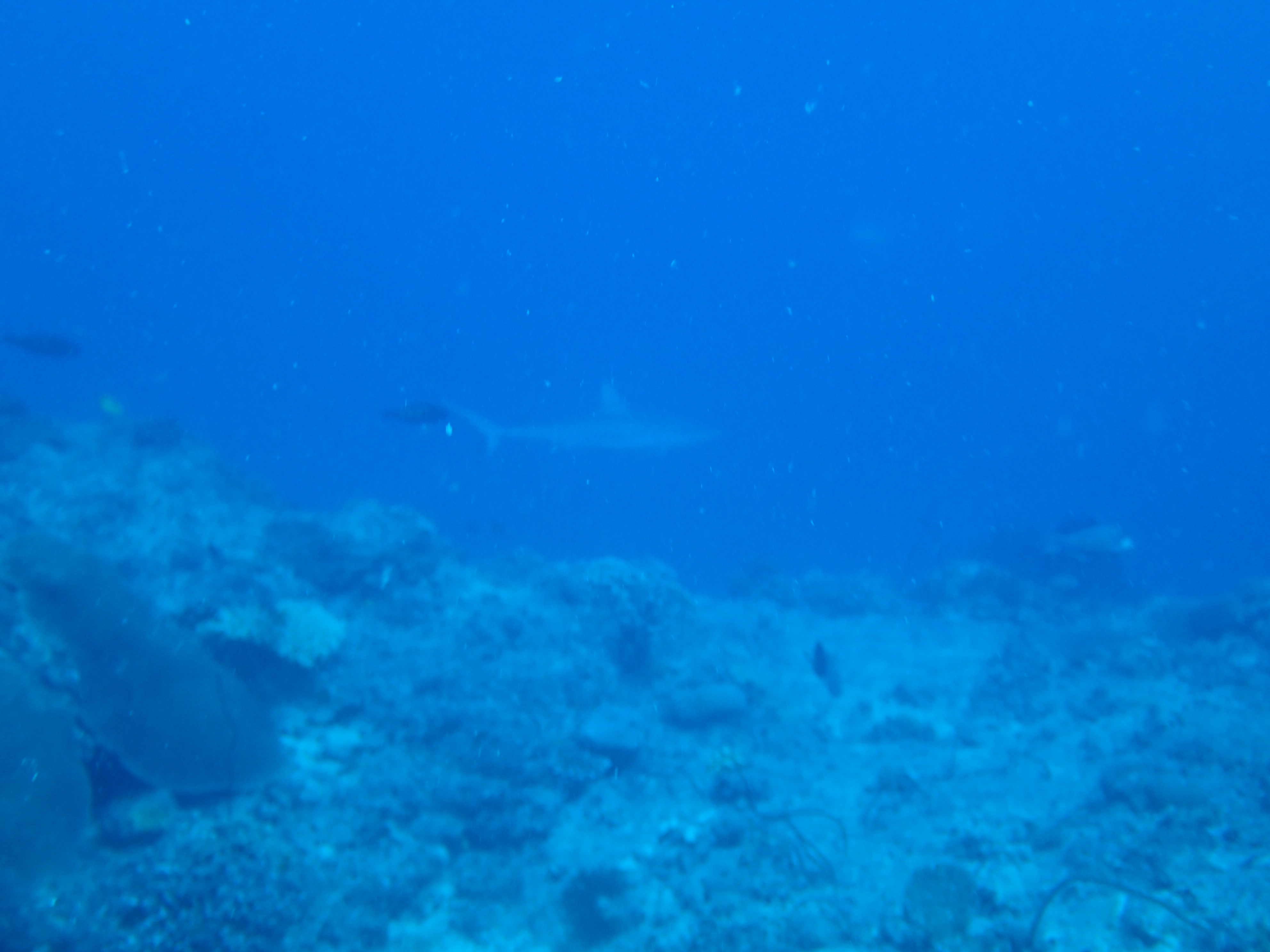 P9186569.JPG
