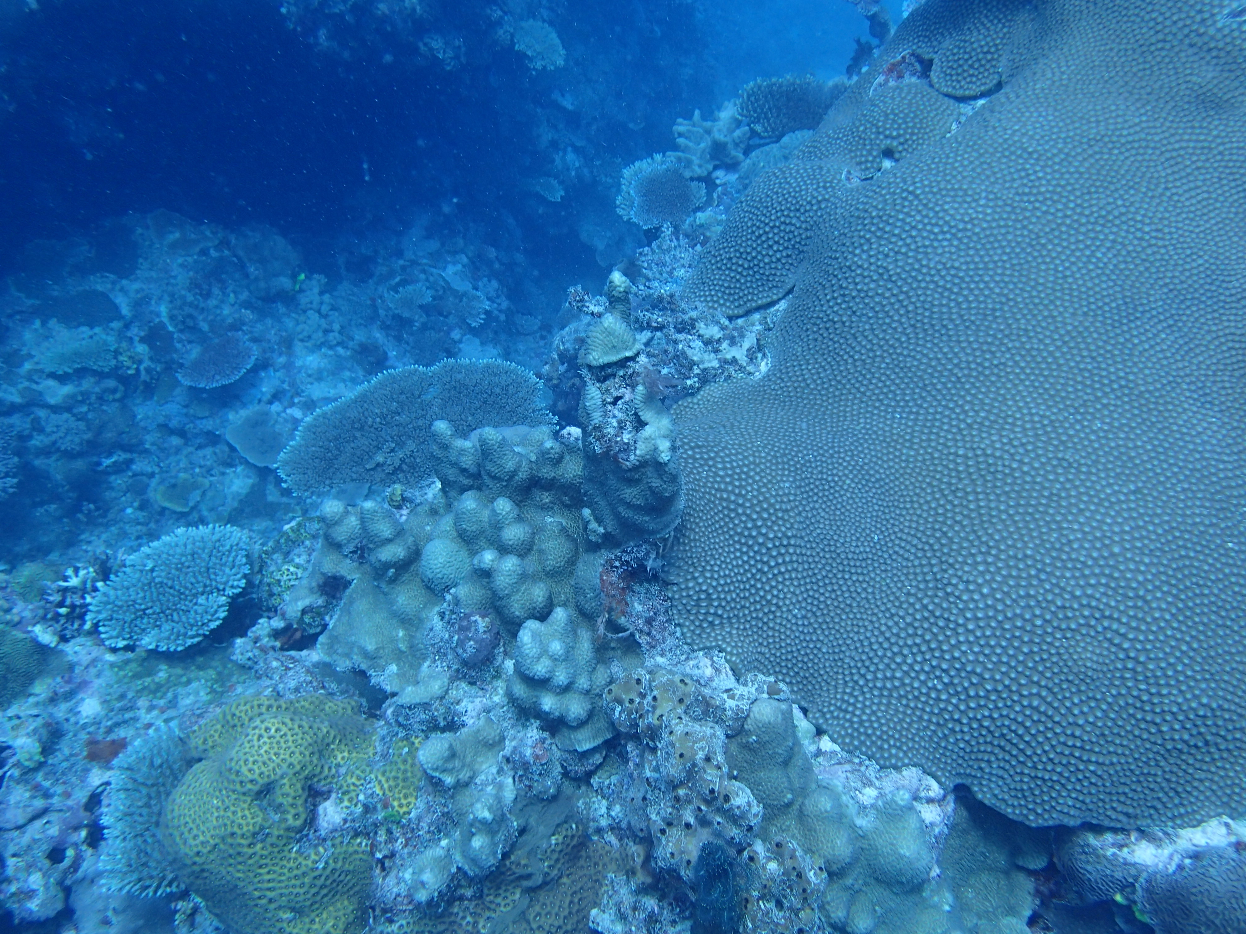 P9186692 - Copy.JPG