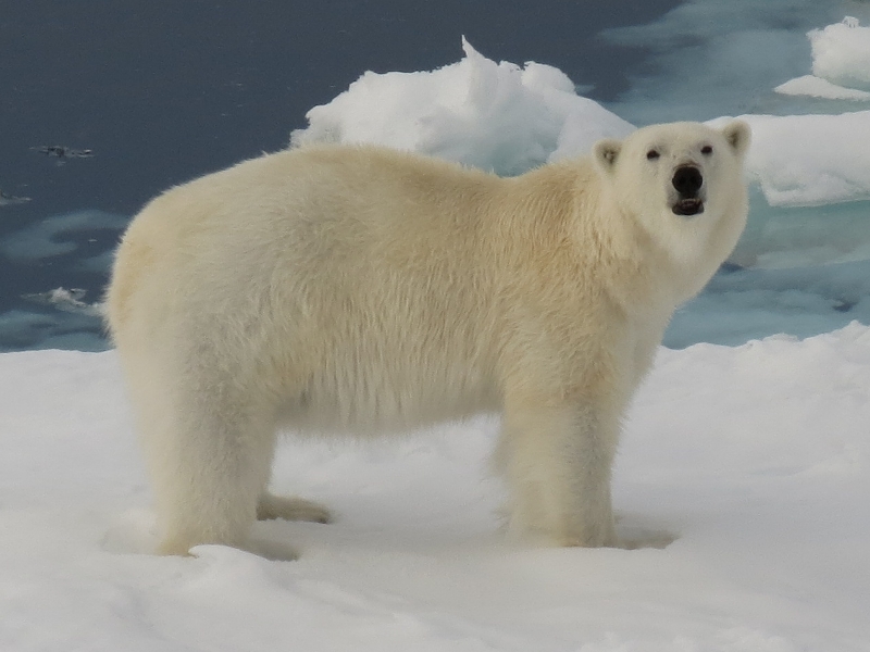 King of the Ice