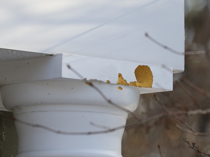Woodpecker vs. House