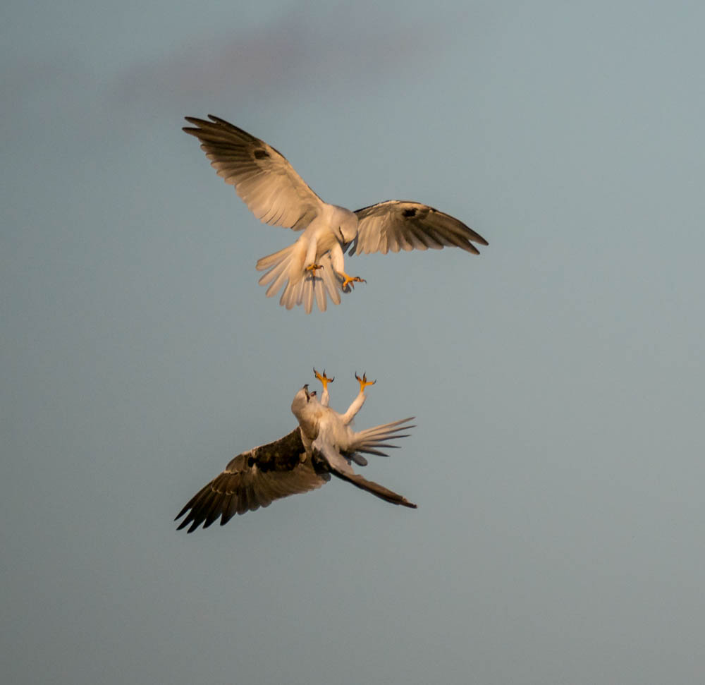 Black Shouldered Kites