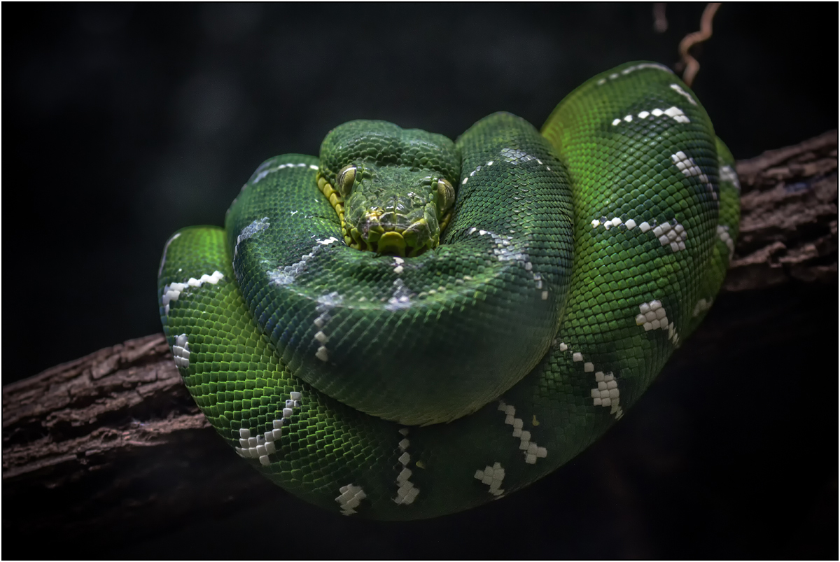 Emerald Tree Boa
