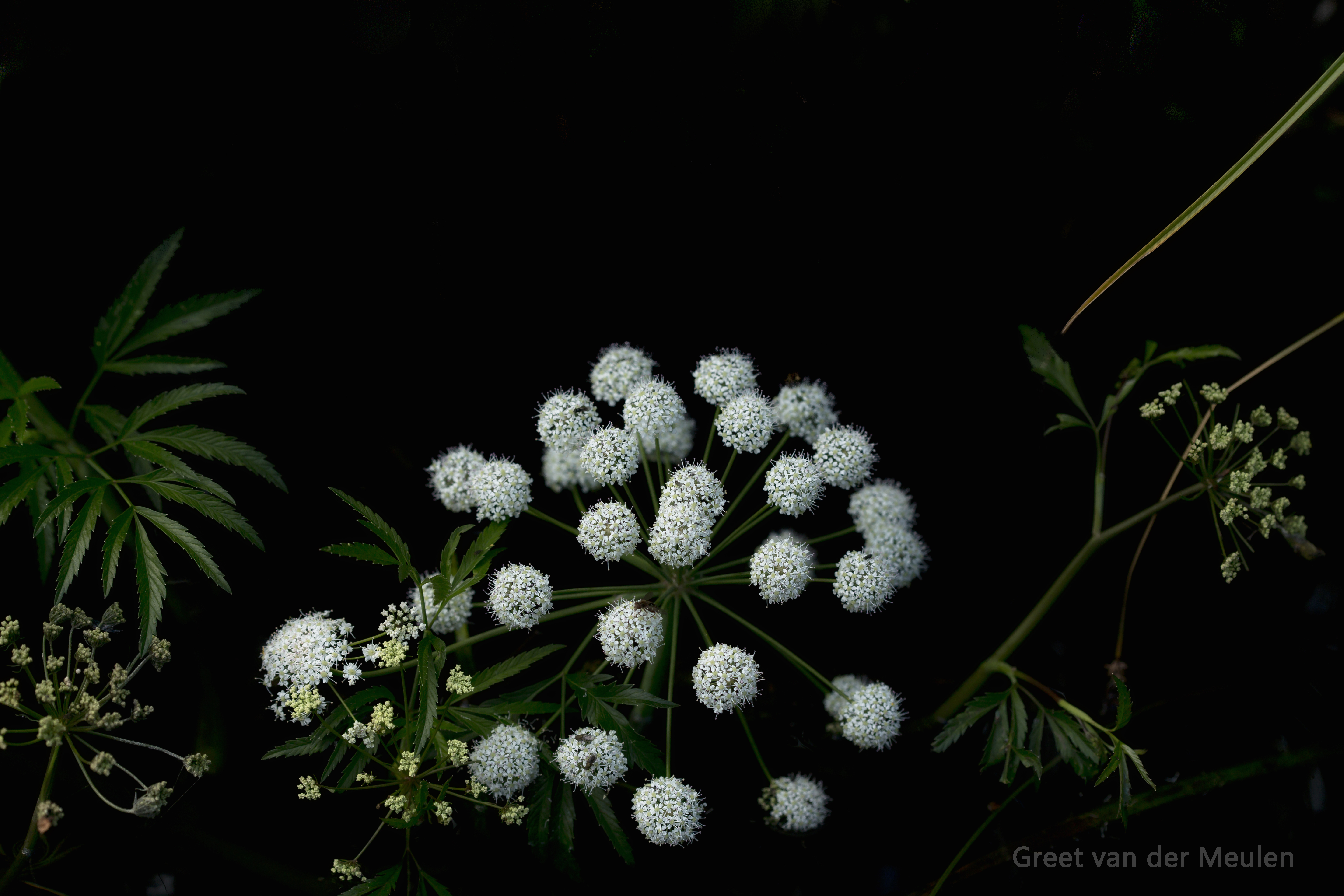 2N9B2178  waterscheerling / cicuta virosa 