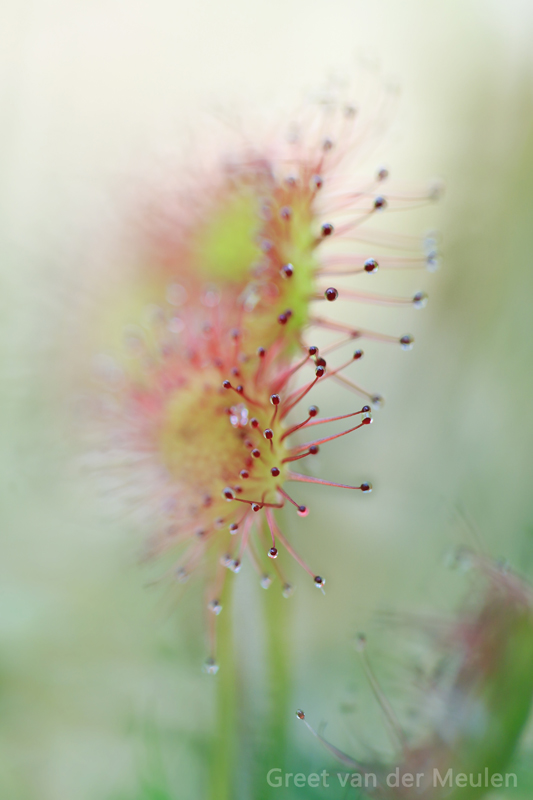 2N9B2022 Beware of sticky fingers - spatulate leaved sundew / kleine  zonnedauw 