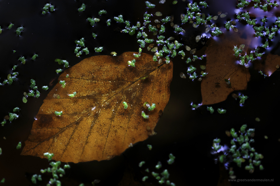 2N9B1187 autumn beech leave  / beukenblad herfst