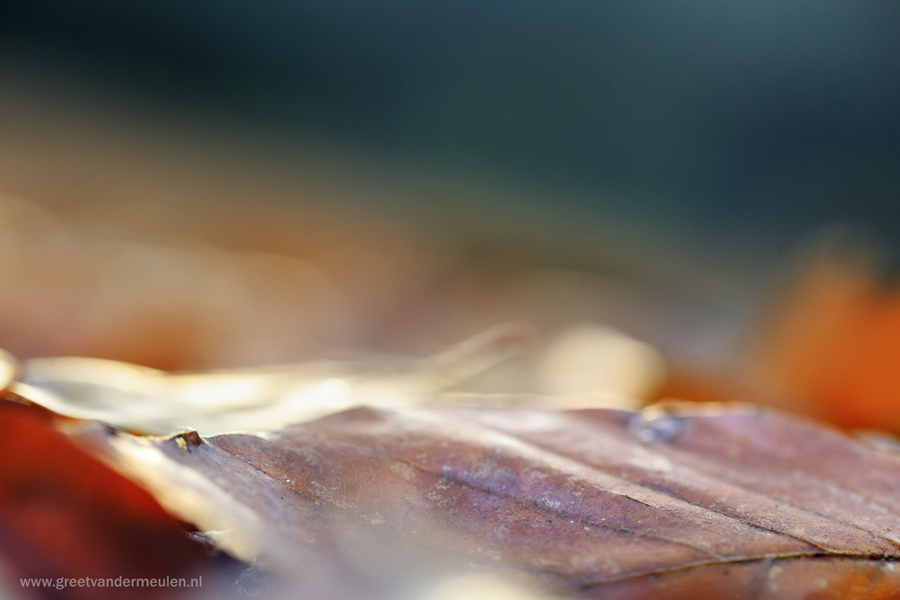 2N9B2437 beech leave  autumn / beukenblad herfst 