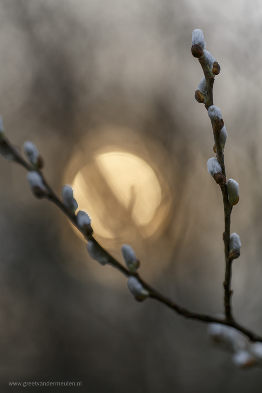 2N9B6621 willow catkins / wilgenkatjes