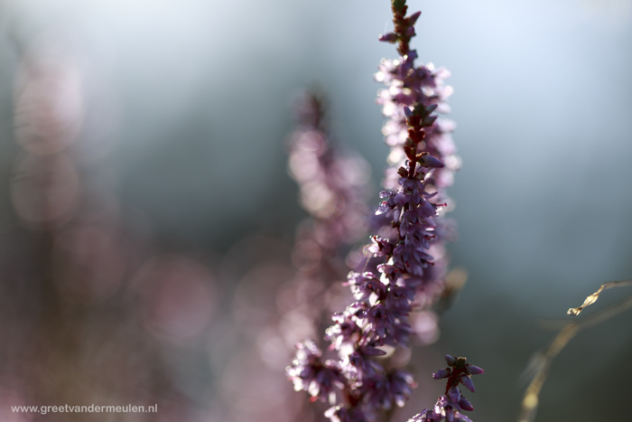 2N9B1964 blooming heather