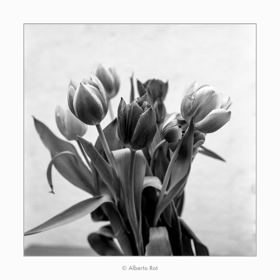 03/06/2018  Liliaceae