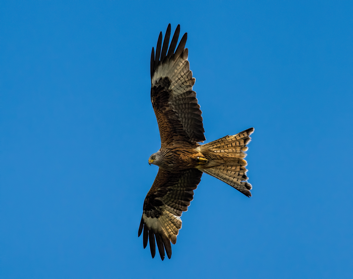 Red  Kite