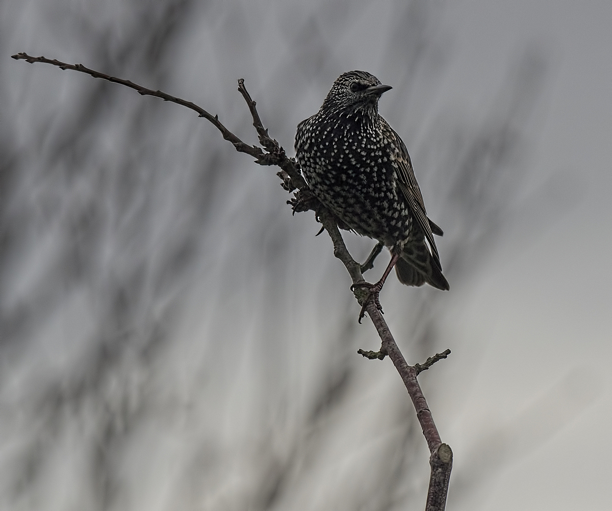 Starling winter plumage