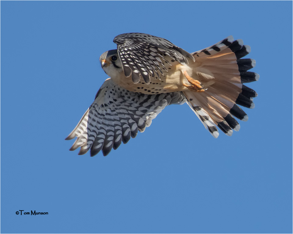  American Kestrel 