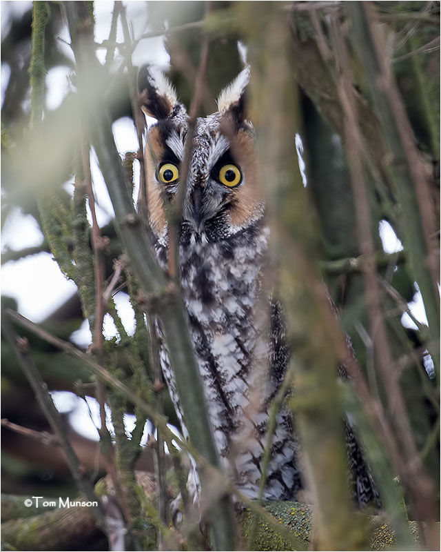   Long-eared Owl ( they would just not get in the open)
