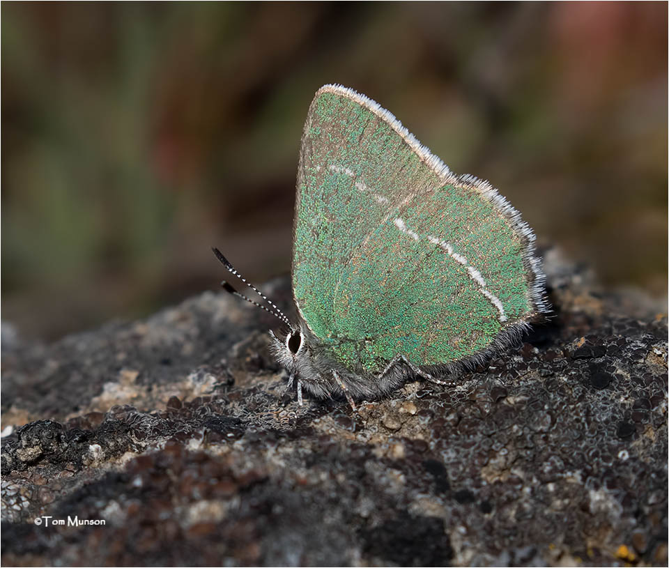  Sheridans Hairstreak  (with the wing folded this litte guy is just a 1/2 inch tall)