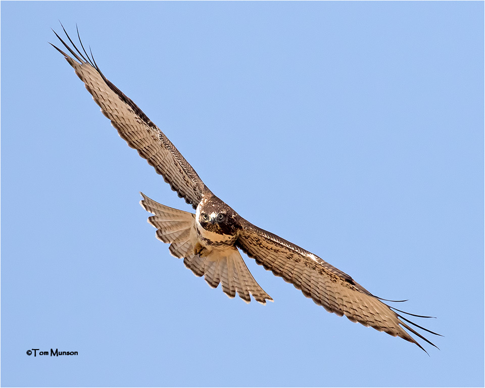  Red-tailed Hawk 