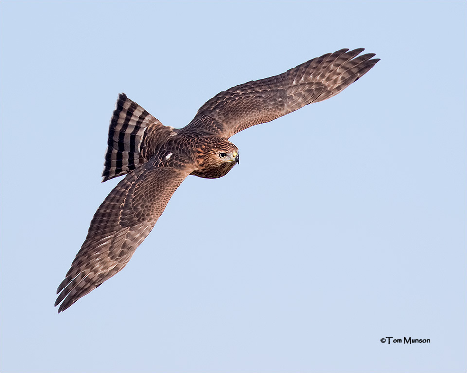  Sharp-shinned Hawk 