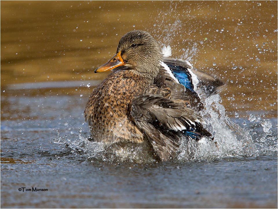  Mallard 