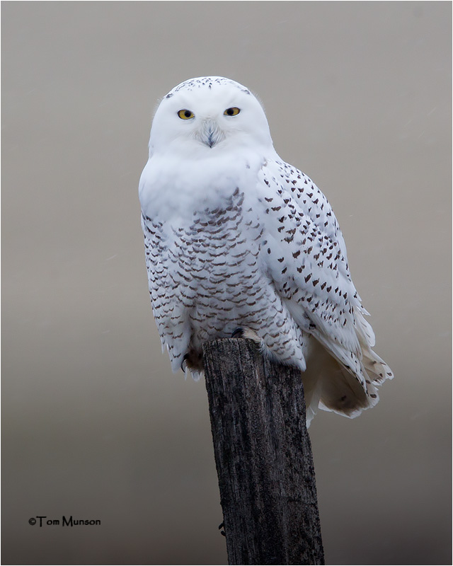  Snowy Owl 