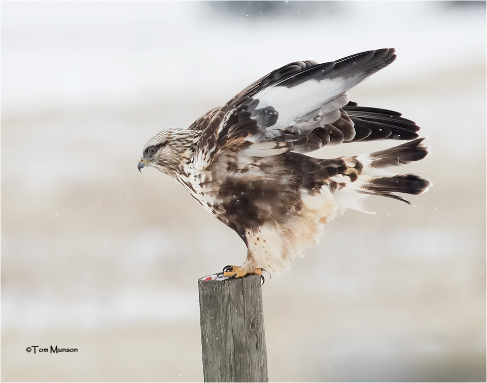 Rough-leged Hawk 