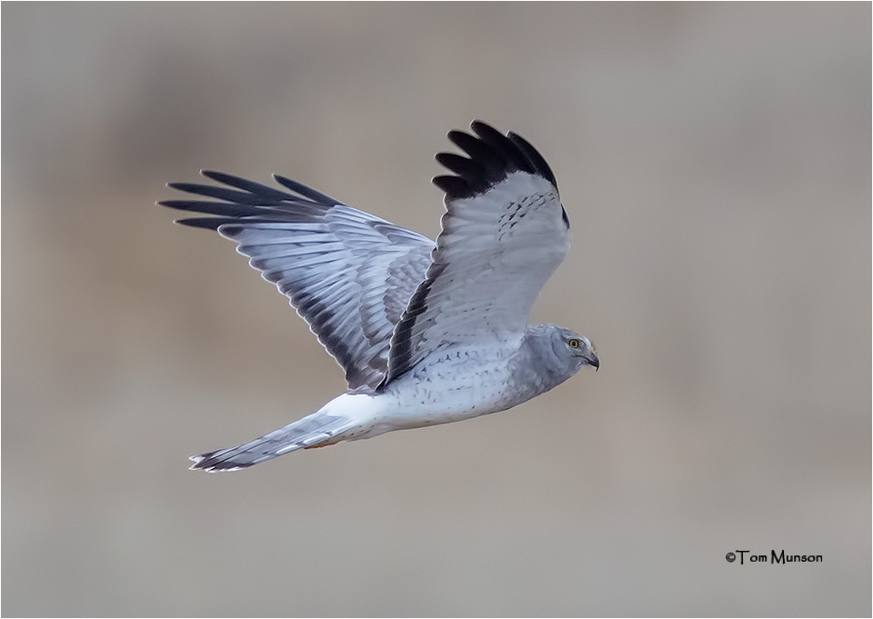  Northern Harrier 