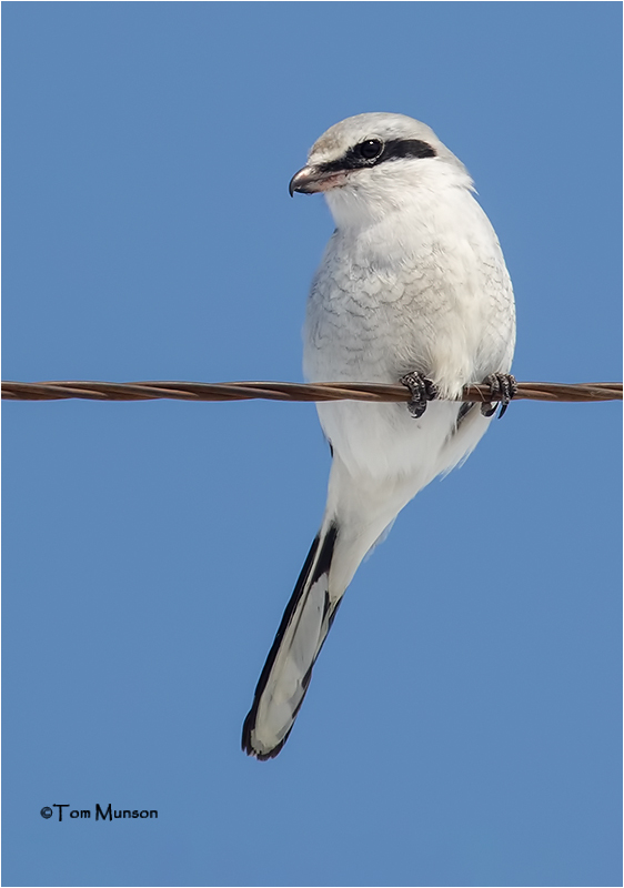  Northern Shrike 