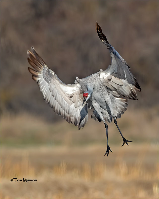  Sandhill Crane 