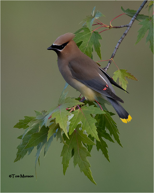  Cedar Waxwing 