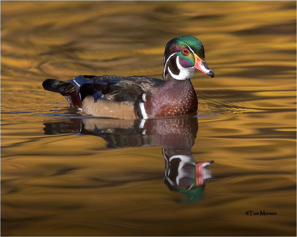 Wood Duck