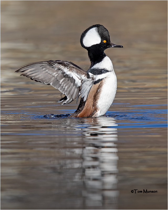  Hooded Merganser 