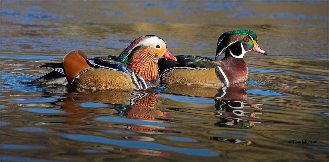  Wood-Mardarin Ducks 