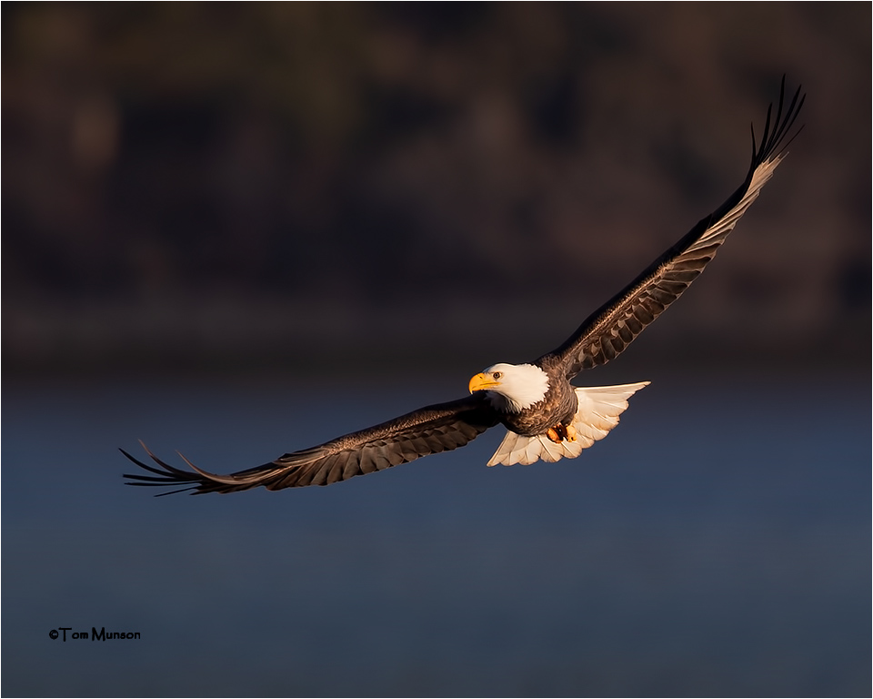  Bald Eagle