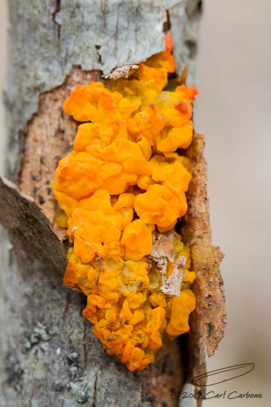 _MG_3620.jpg